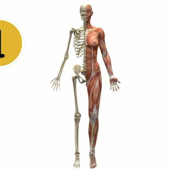 Anatomie-Physiologie Module 1  10/05 & 11/05/2025