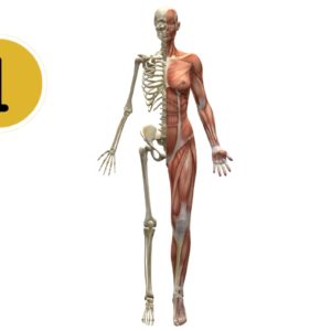Anatomie-Physiologie Module 1 26/05 & 27/05/2025