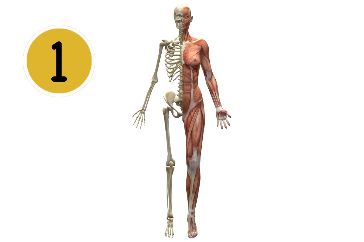 Anatomie-Physiologie Module 1  10/05 & 11/05/2025