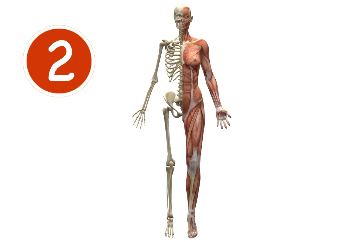 Anatomie-Physiologie Module 2  05/07 & 06/07/2025
