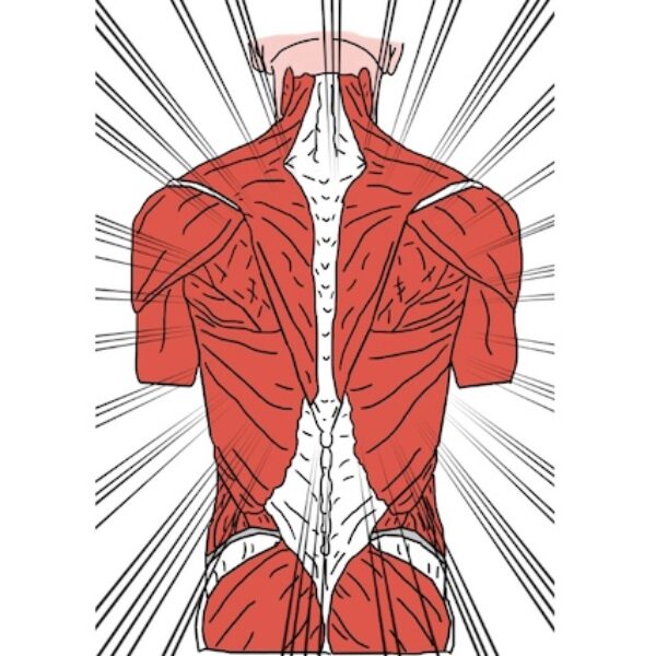 Core Kinesiology - Pratiques supervisées 03/09/2026