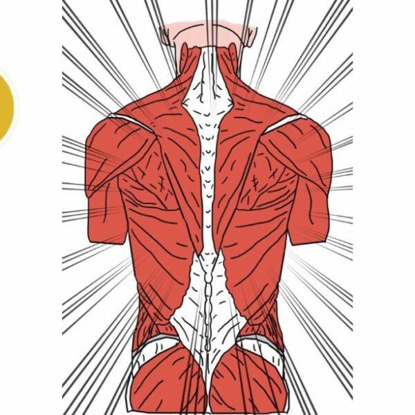 Core Kinesiology niveau 1 06/09 + 07/09 & 21/09/2025
