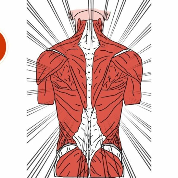 Core Kinesiology niveau 2  21/04 & 22/04/2025