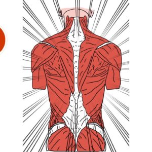 Core Kinesiology niveau 2 21/04 & 22/04/2025