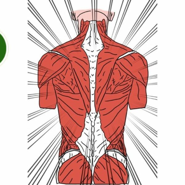 Core Kinesiology niveau 3  19/05 & 20/05/2025