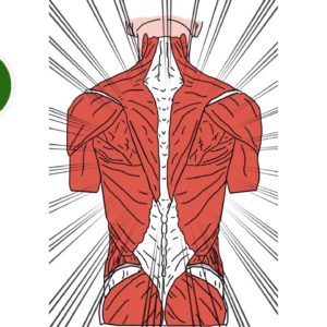 Core Kinesiology niveau 3 19/05 & 20/05/2025