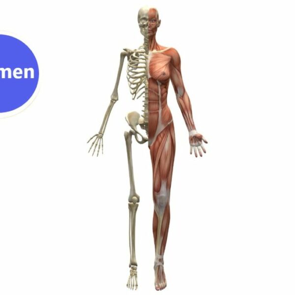 Examen d'Anatomie-Physiologie 26/07/2025