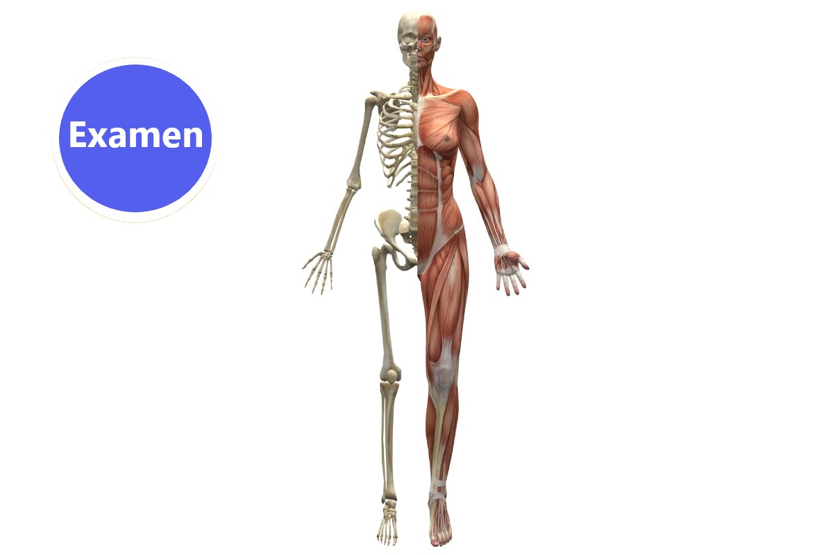 Formation anatomie et physiologie du corps humain : Cours d'anatomie