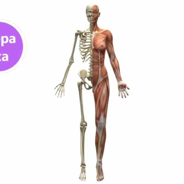 Préparation à l'examen d'Anatomie-Physiologie  16/07/2025