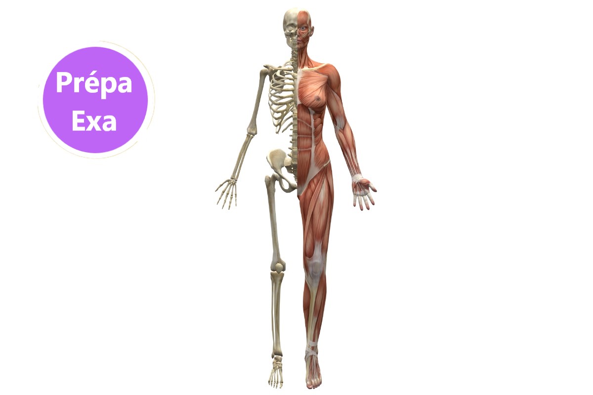 anatomie prépa