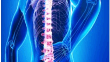 La colonne vertébrale